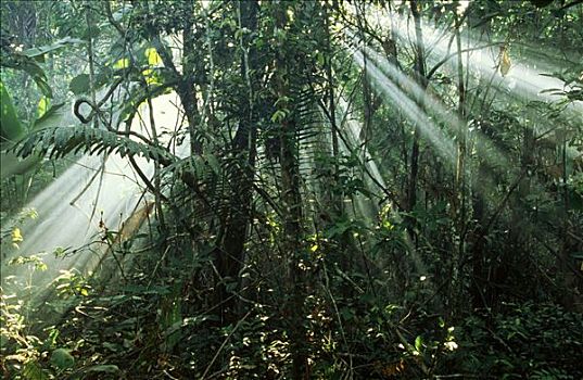太阳,雨林,圭亚那