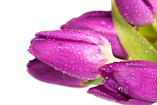 紫色,郁金香