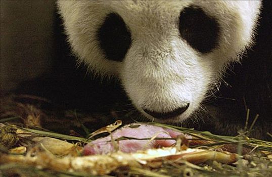 大熊猫,诞生,幼兽,中国,研究中心,卧龙自然保护区