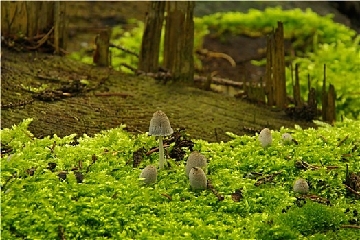 苔藓