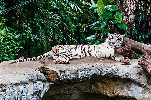 白色,虎,睡觉,石头
