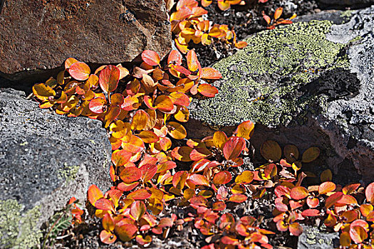 特写,秋色,山,地被植物,苔藓,岩石上,艾伯塔省,加拿大