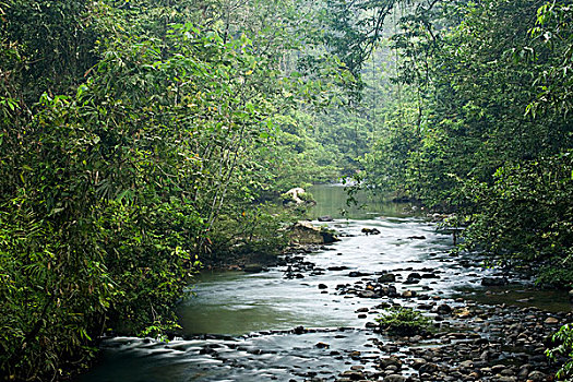 河,低地,雨林,山,公园,沙巴,婆罗洲,马来西亚