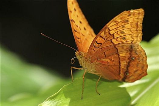豹纹蝶,昆士兰,澳大利亚