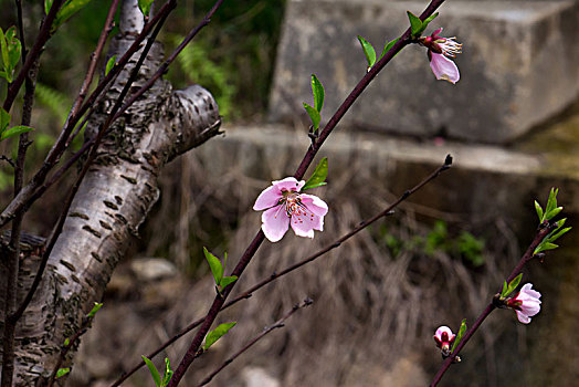 桃花,桃花盛开