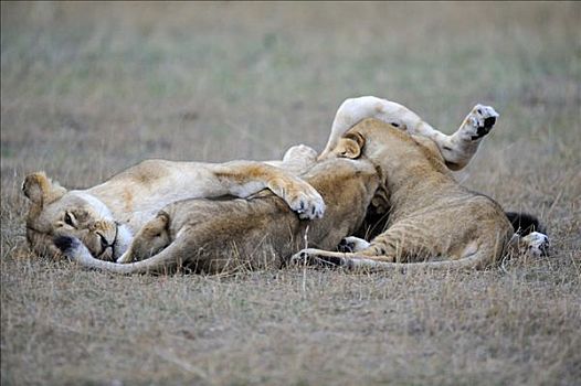 雌狮,狮子,吸吮,幼兽,肯尼亚,东非