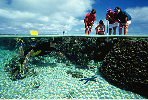 游泳者,看,珊瑚,苍鹭岛,昆士兰,澳大利亚