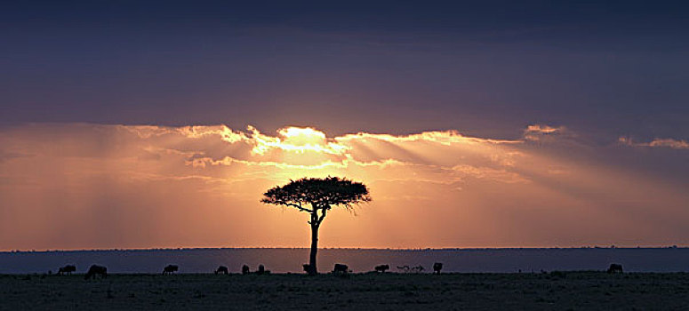 刺槐,角马,日落,肯尼亚,非洲