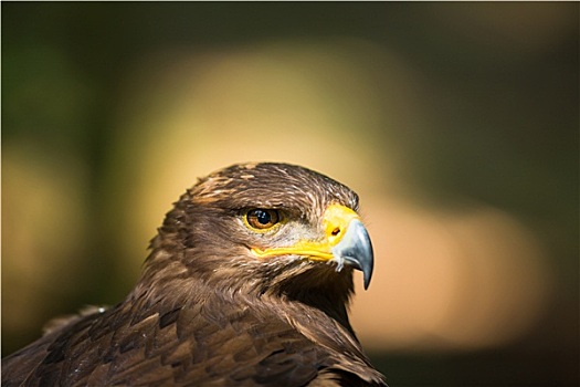 西伯利亚草原鹰,特写,头像,壮观,猛禽