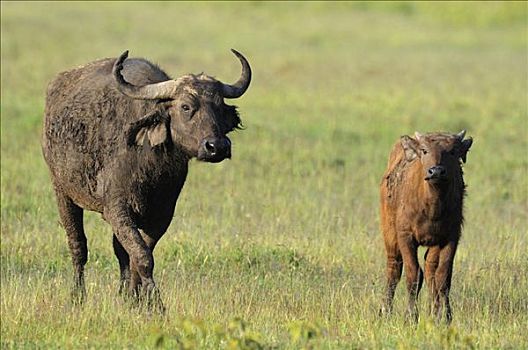 非洲水牛,母牛,幼兽,纳库鲁湖,国家公园,肯尼亚,东非