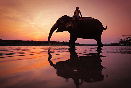 大象,象属,骑乘,喝,水中,日落,剪影,奇旺,国家公园,尼泊尔,亚洲
