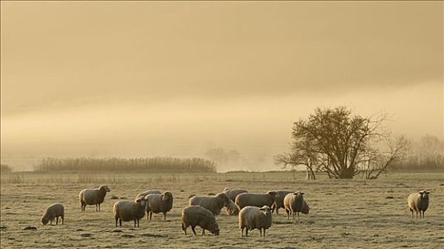 绵羊,雾状,草场