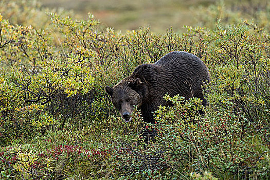 大灰熊,棕熊,苔原,中心,阿拉斯加