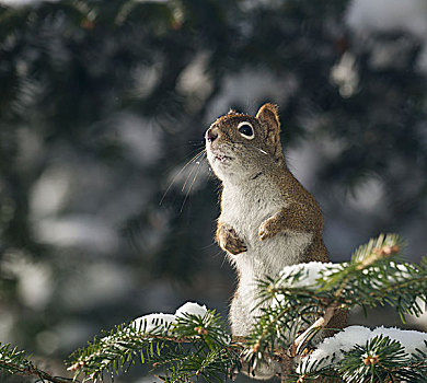 红松鼠,松鼠,坐,警惕,积雪,树,安大略省,加拿大