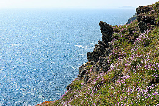 海洋,海石竹,岩石海岸,康沃尔,英格兰,英国