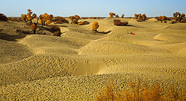 沙漠胡杨