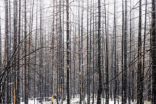树林,冬天,俄罗斯