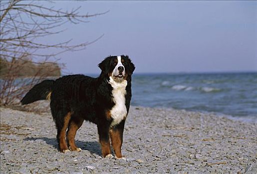 伯恩山犬,狗,海滩
