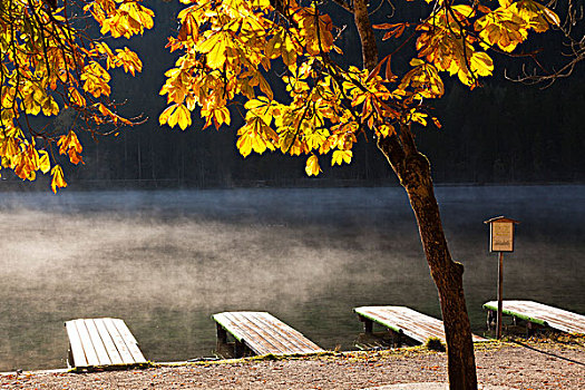 栗子,树,秋天,码头,湖,巴伐利亚,德国