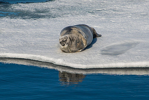海豹,躺着,浮冰,斯瓦尔巴特群岛,北极,挪威,欧洲
