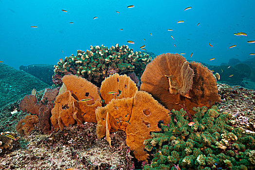 珊瑚礁,下加利福尼亚州,墨西哥