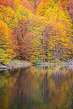 秋天,彩色,摩德纳,省,意大利