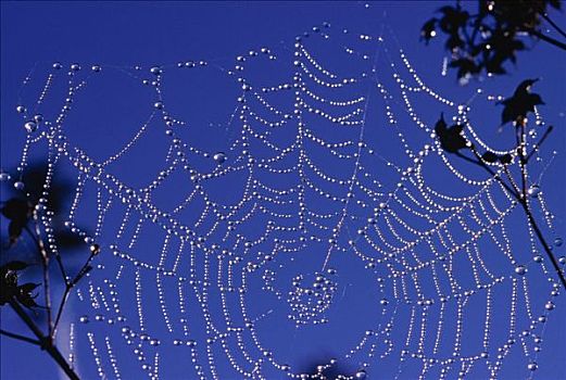 蜘蛛网,阿尔冈金省立公园,安大略省,加拿大