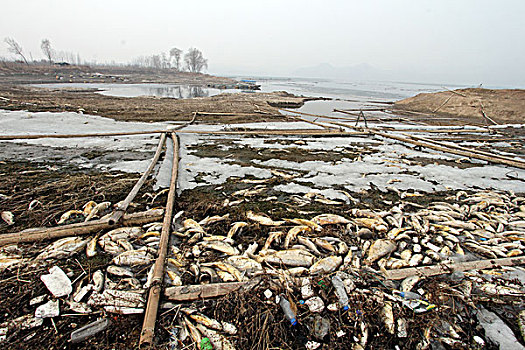 鱼,死鱼,死亡,网,伤害,水库,污染,可怜,环保