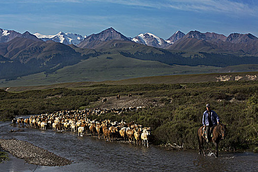 那拉提草原的牧民在转场途中,新疆伊犁新源县