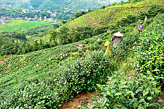 河源,茶场,采茶