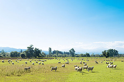 漂亮,草地,绵羊,蓝天