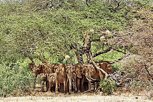非洲象,树下,避开,正午,白天,太阳,桑布鲁野生动物保护区,肯尼亚