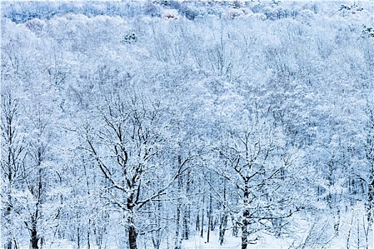 雪,树林,蓝色,寒冬,早晨