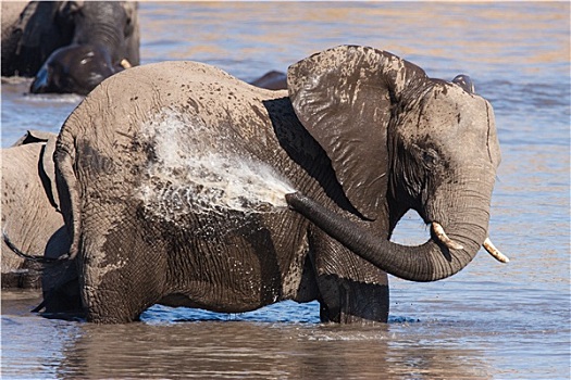 非洲象,浴