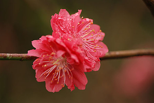 广州白云山桃花涧