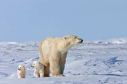 北极熊,母熊,孩子,双胞胎,幼兽,走,风,雪,瓦普斯克国家公园,曼尼托巴,加拿大,冬天