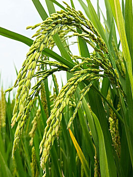 稻米,稻子开花,扬花期