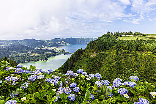 绣球花,开花,风景,火山口,湖,赛特港,岛屿,亚速尔群岛,葡萄牙