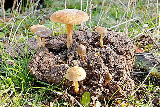 季节,蘑菇