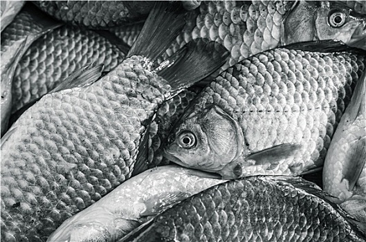 铜盆鱼,特写,黑白图片