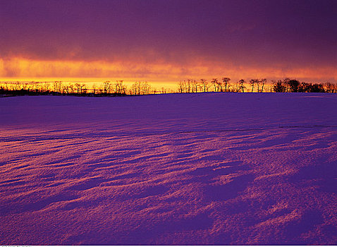 冬天,日落,靠近,艾伯塔省,加拿大