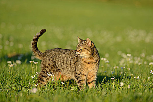 家猫,草地,奥地利