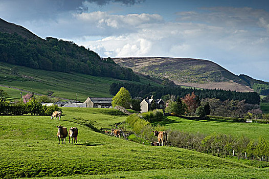 家牛,泽西牛,牧群,放牧,草场,桥,兰开夏郡,英格兰,英国,欧洲