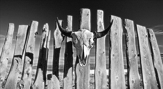野牛,头骨,艾伯塔省,加拿大
