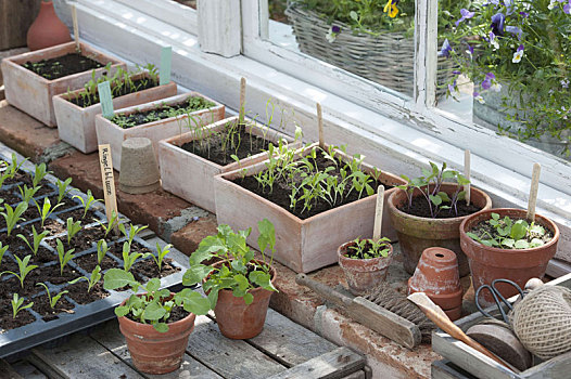 蔬菜,幼苗,种子,碗,锅,温室,窗户