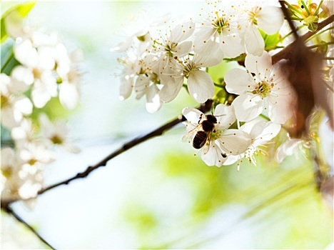 蜜蜂,春天,白色,花