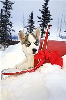 西伯利亚,哈士奇犬,小狗,坐,室内,红色,邮箱,圣诞节,蝴蝶结,阿拉斯加