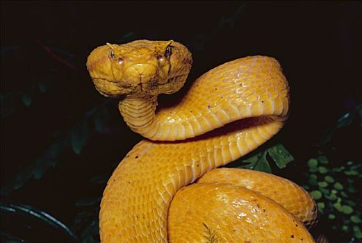 扁斑奎蛇,蝰蛇,有毒,金色,哥斯达黎加