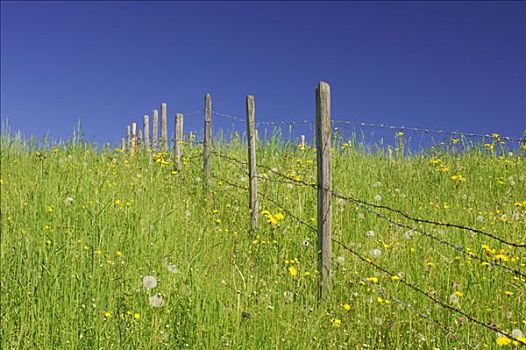 草地,围栏,春天,巴伐利亚,德国