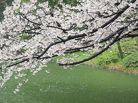 香川,公园,樱花,特写